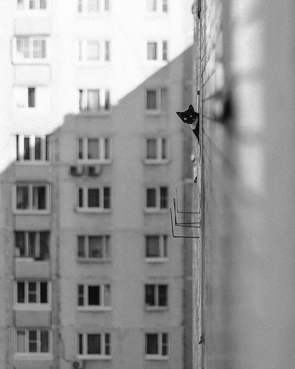 Futura_Noir's tweet image. 𝘝𝘪𝘵𝘢𝘭𝘺 𝘡𝘪𝘮𝘢𝘳𝘪𝘯