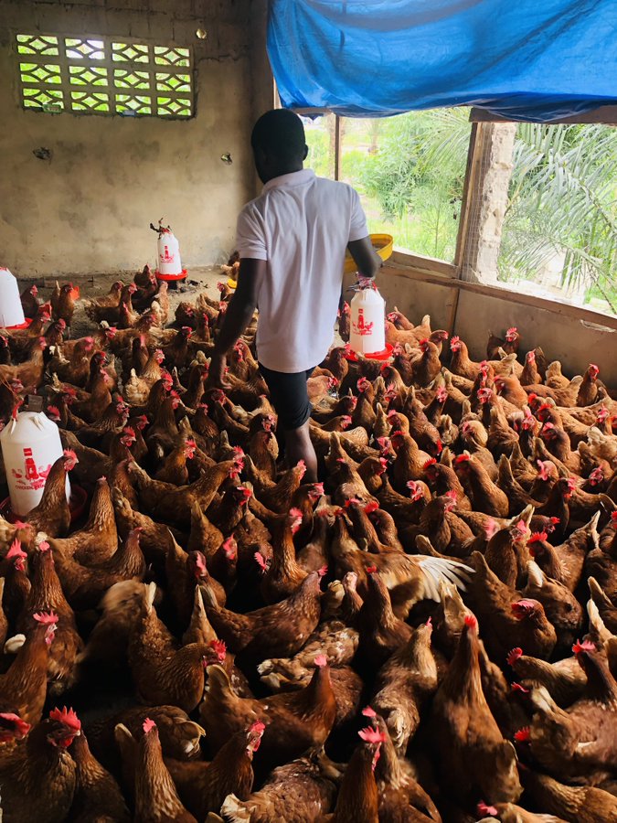 ElemboCharly's tweet photo. Bonjour ! Consommons Maki ya Congo
Toujours frais-Bio-Qualites. 
Let's consume locally.
Pour les plus amples détails contactez @ElieLomboto4. Mangeons bio! https://t.co/PAp0Nbs8Fr
