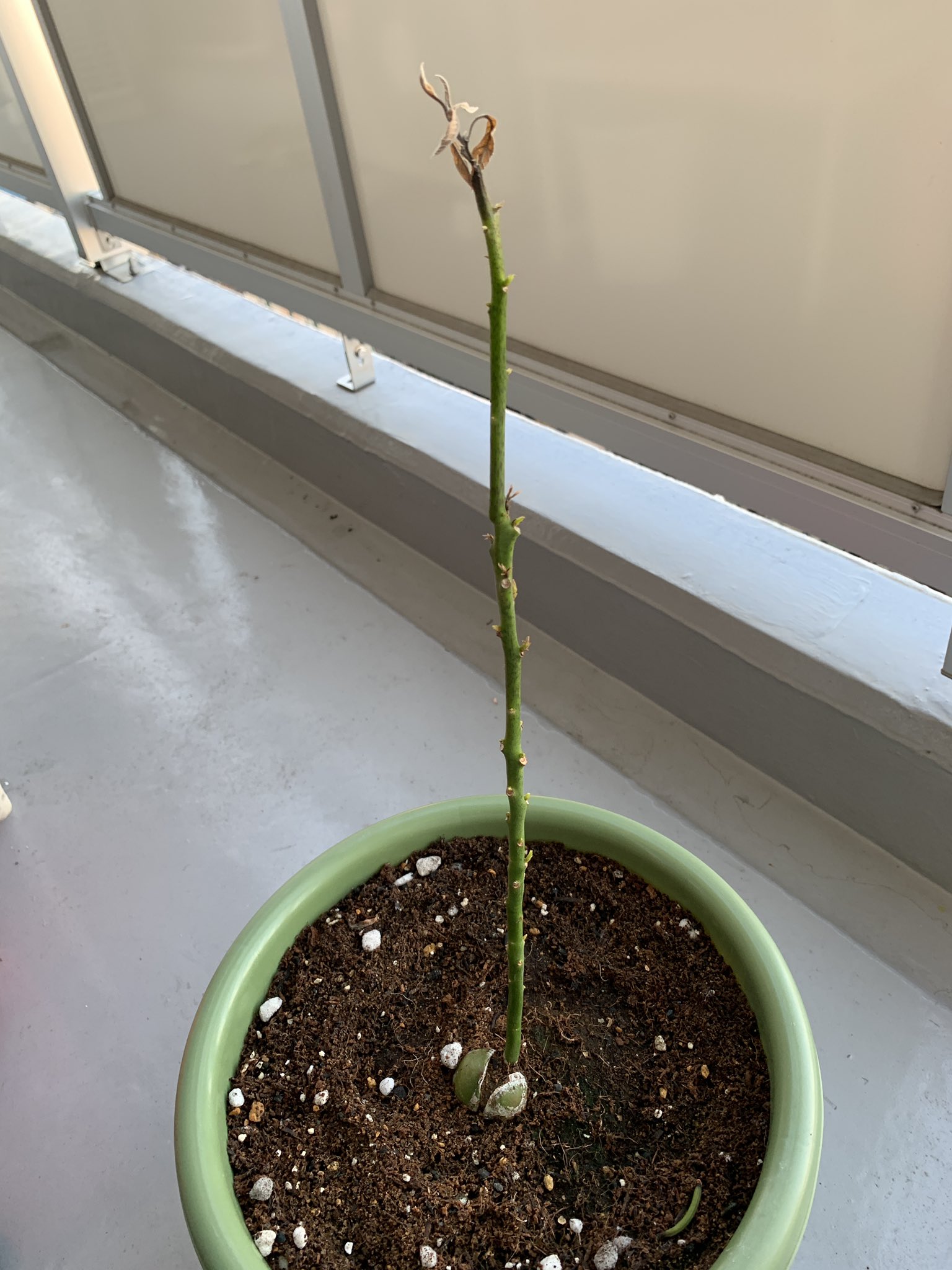 Loadoff Inc アボカド1号の炭疽病は克服できず 土に殺菌剤ダコニールを散布 Amp 症状の出た葉を取るも 新しい葉も変色 枯れてしまうことに サヨナラ1号 野球のホームランかよ お前の死は無駄にはしない 次の手は用意している Loadoff Loadoff