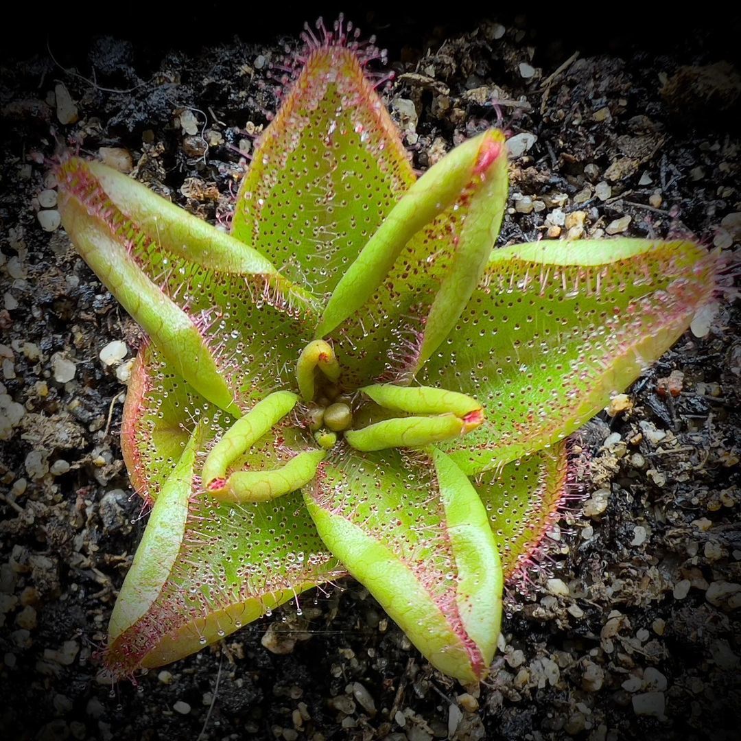exoticfloraru's tweet photo. Drosera macrophylla или росянка крупнолистная. Обитатель Австралии. Листья достигают 120 мм в диаметре.
💃
#drosera #droseramacrophylla #tuberoussundew #carnivorousplant #carnivorousplants #sundew #plantecarnivore #plantescarnivores #carnivorousplantsofinstagram https://t.co/w8hme8Obyj