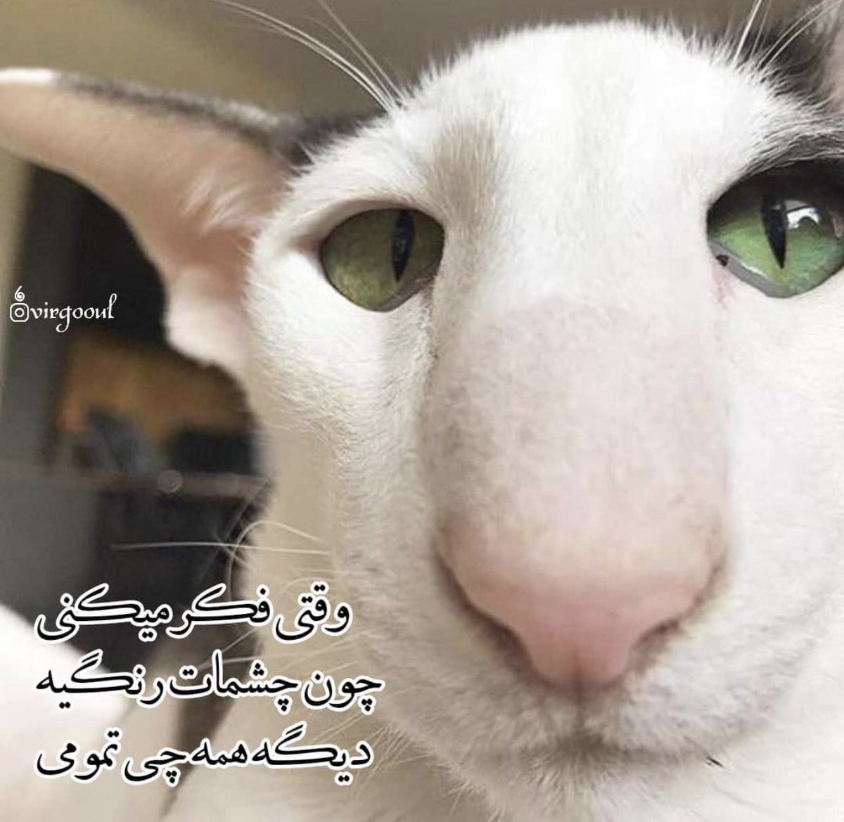 تیسا tweet media