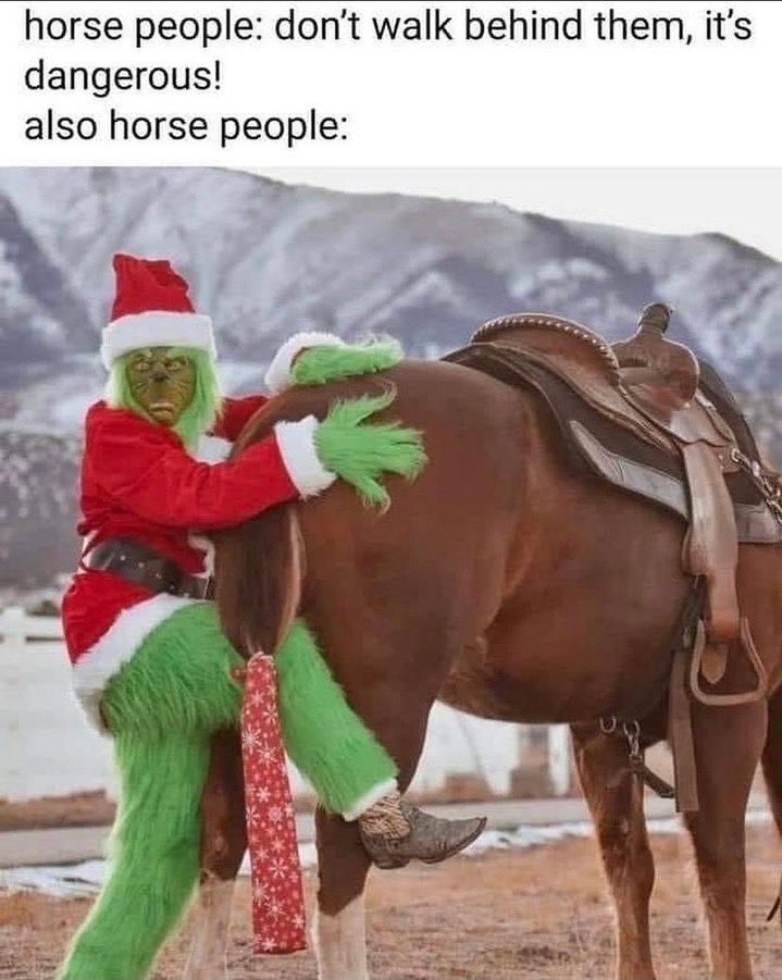 EquineMfc's tweet photo. 🤣🥴🐴

📸 @horsetackco 

#MFCequine #grinch #horse #xmashorse #christmashorse #horsesofinstagram #horselove #horseranch #horses #horse https://t.co/BRw6iQFBwG