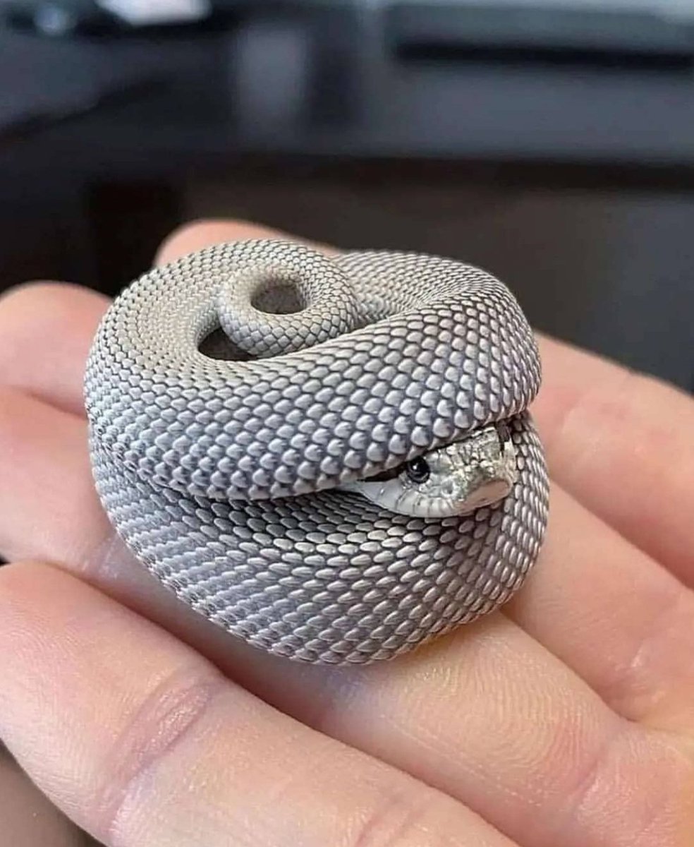 Lady021ll's tweet photo. #white_snake #little_one #very_dangerous https://t.co/WWojgpEaCj