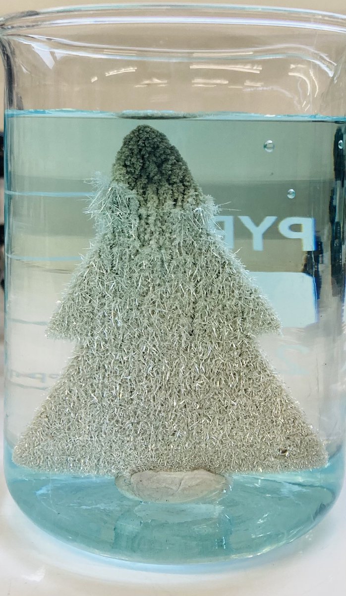 LGS_Science's tweet photo. Investigating displacement reactions with Yr11. Here are some beautiful silver crystals formed by copper displacing silver from silver nitrate solution. So pretty! 🧪👩🔬🥼🎄#gcsechemistry #handsonlearning #lovescience #wjecchemistry #practicalchemistry https://t.co/dyjKbu4nLi