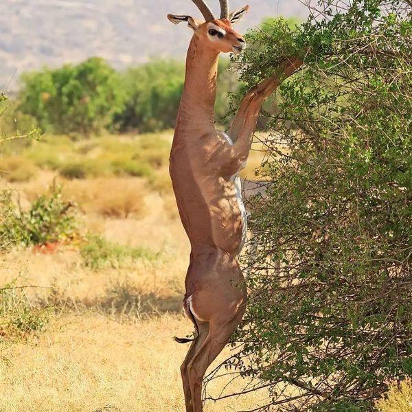 BigTimeSafaris's tweet photo. https://t.co/g5UQ22i7d9
Contact: bigtimesafarisltd@gmail.com https://t.co/DrAYQmJVLv