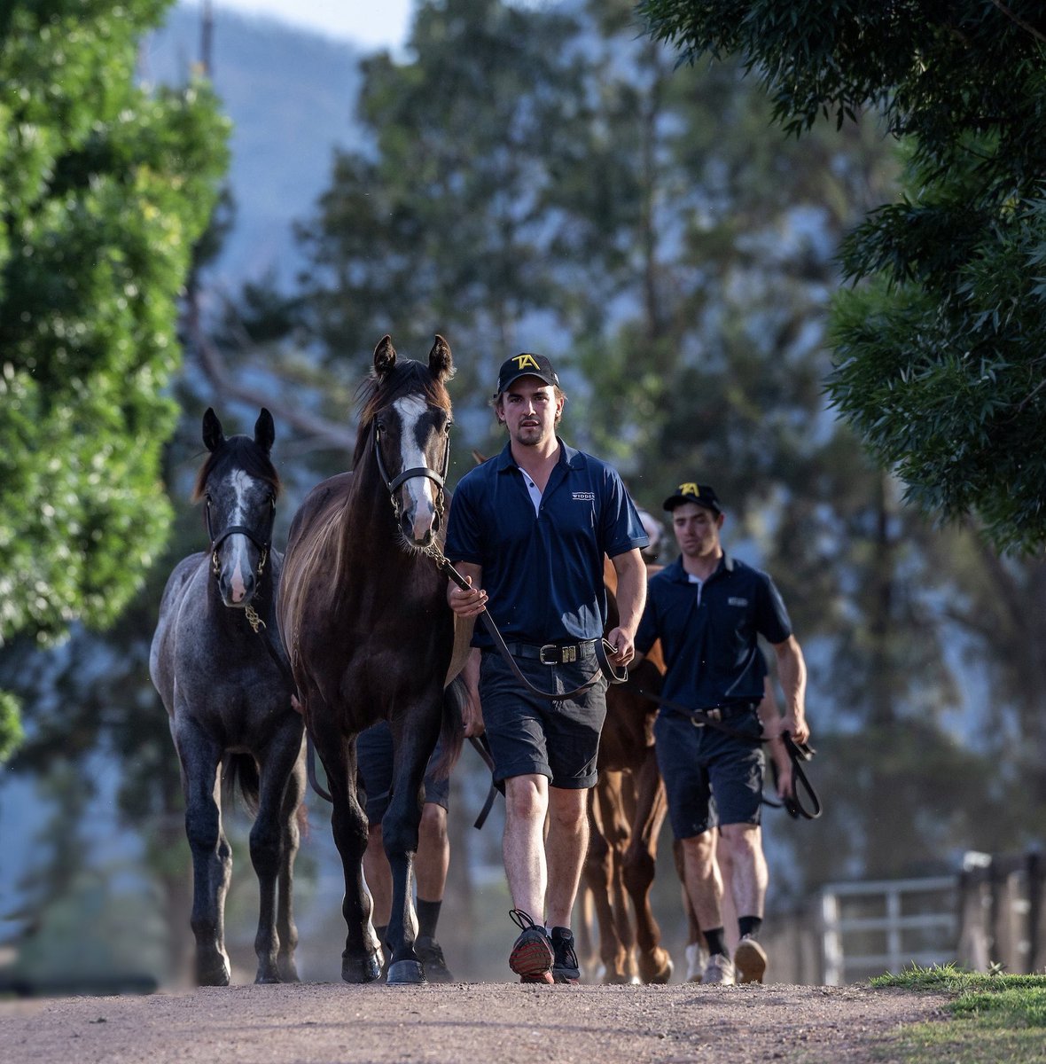 widdenstud's tweet photo. #widdenwednesday First Crop Yearlings to sell @mmsnippets by Worlds Highest Rated Sprinter Trapeze Artist 💛🖤 #australianspeed #youknowitworks https://t.co/Wv8DH6Nhvs