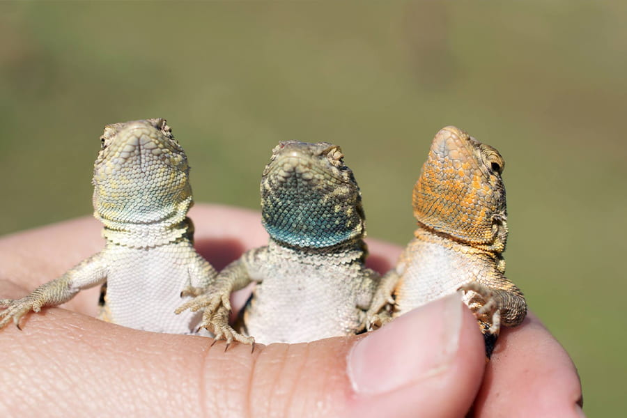 HourlyLizards's tweet photo. https://t.co/9isDMU0Ic7