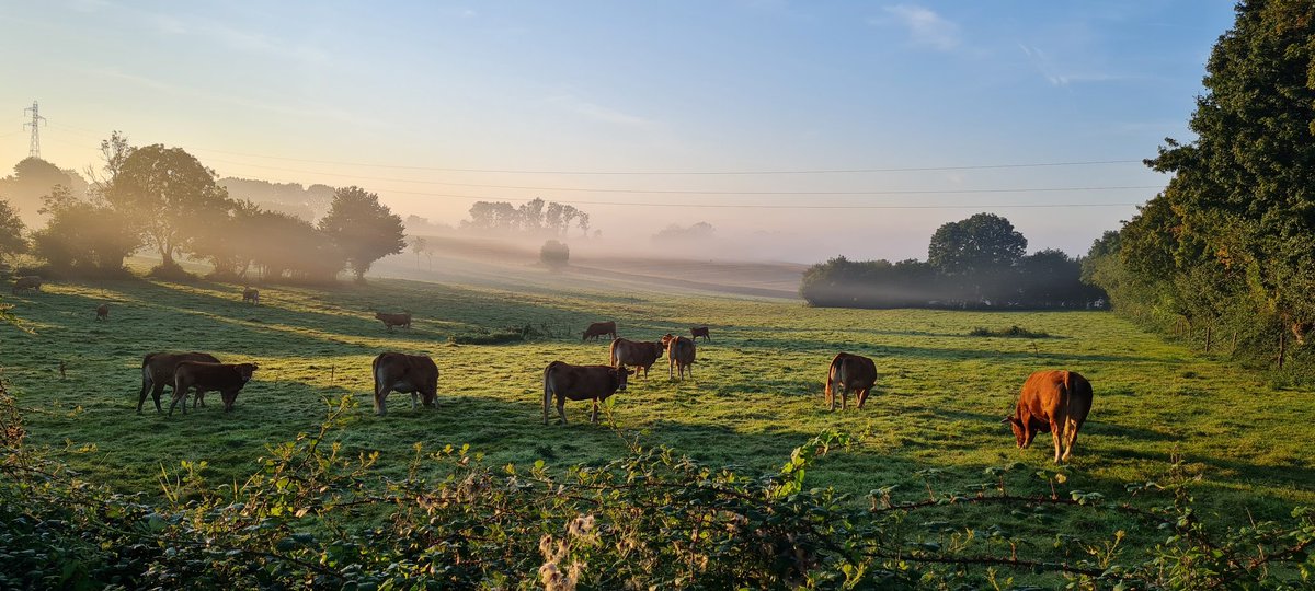 Petit matin en Normandie...

#MonAventTwitter
