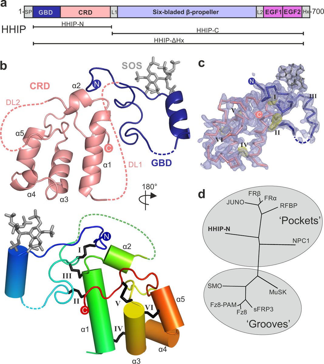 NatureComms's tweet photo. Researchers from @OxfordStrubi, @NDMOxford, @CR_UK, @ERC_Research, @DiamondLightSou provide structures of HHIP N- and C-terminal domains and insights into the mechanism of SHH inhibition. #crystallography #hedgehogsignaling #drugdiscovery #cancer
https://t.co/dTeGWa8ZWb https://t.co/wVA6S3oKwp