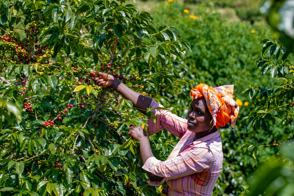 Coffee By Women – 10 år av engagemang för en hållbar kaffeproduktion https://t.co/rmyvAwTxqX https://t.co/qnNTuPyadx