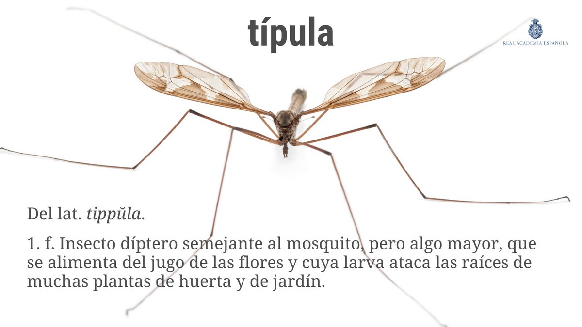RAEinforma's tweet photo. #PalabraDelDía | típula

Como ven, la típula es un insecto díptero. «Díptero» significa literalmente en griego ‘de dos alas’, a partir de «-pteros» ‘ala’. Otras voces formadas sobre «ptero(s)» son «pterodáctilo» o «quiróptero», de «quiro-» ‘mano’; los murciélagos son quirópteros. https://t.co/wryupCNtlp