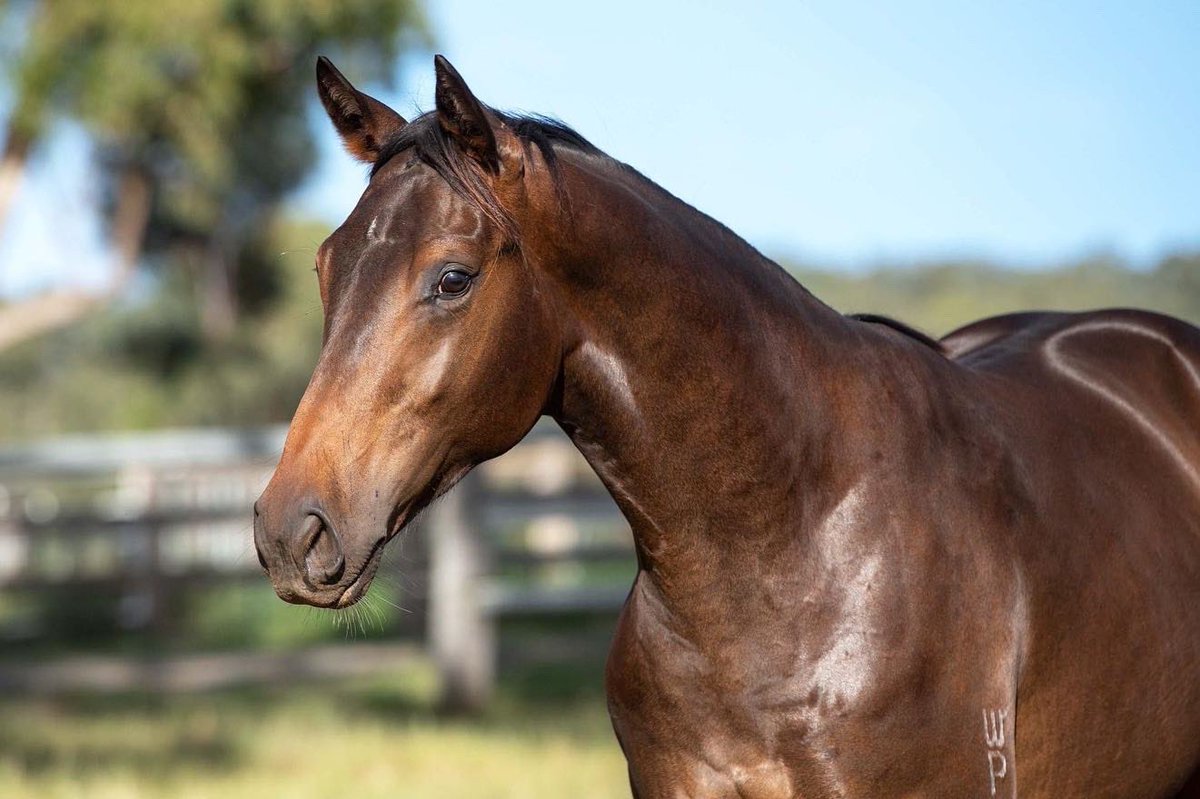 WillowParkStud's tweet photo. Pedigree update! 🚨

WP born Wealthy Investor, sold at @mmsnippets for $75,000, grabbed a very close third in today's MM Wyong 2YO Classic (RL) for Damien Lane Racing.💃🏻

His full sister heads to the @inglis_sales Classic Sale as lot 164.

📷 @_lr87_ https://t.co/No6FyHPZFx