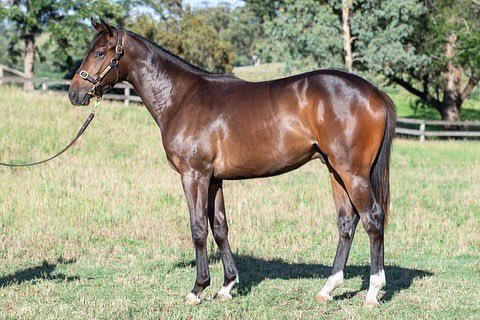 WillowParkStud's tweet photo. Pedigree update! 🚨

WP born Wealthy Investor, sold at @mmsnippets for $75,000, grabbed a very close third in today's MM Wyong 2YO Classic (RL) for Damien Lane Racing.💃🏻

His full sister heads to the @inglis_sales Classic Sale as lot 164.

📷 @_lr87_ https://t.co/No6FyHPZFx