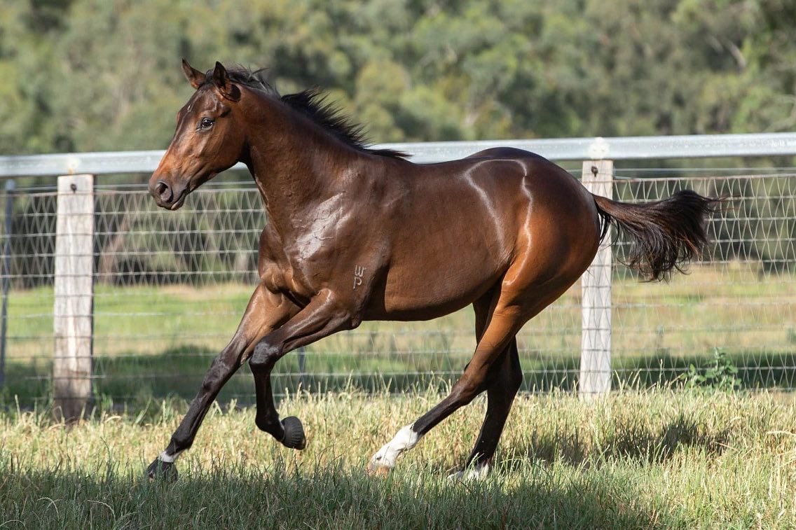 WillowParkStud's tweet photo. Pedigree update! 🚨

WP born Wealthy Investor, sold at @mmsnippets for $75,000, grabbed a very close third in today's MM Wyong 2YO Classic (RL) for Damien Lane Racing.💃🏻

His full sister heads to the @inglis_sales Classic Sale as lot 164.

📷 @_lr87_ https://t.co/No6FyHPZFx