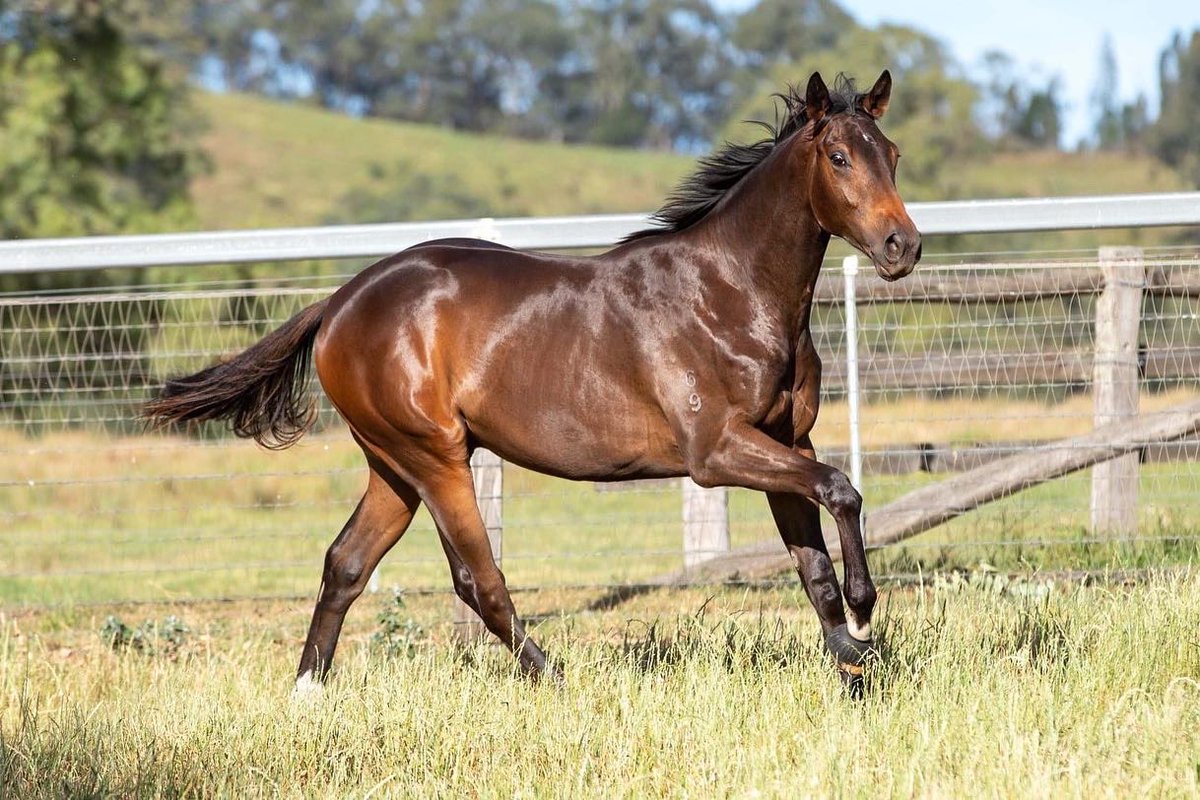 WillowParkStud's tweet photo. Pedigree update! 🚨

WP born Wealthy Investor, sold at @mmsnippets for $75,000, grabbed a very close third in today's MM Wyong 2YO Classic (RL) for Damien Lane Racing.💃🏻

His full sister heads to the @inglis_sales Classic Sale as lot 164.

📷 @_lr87_ https://t.co/No6FyHPZFx