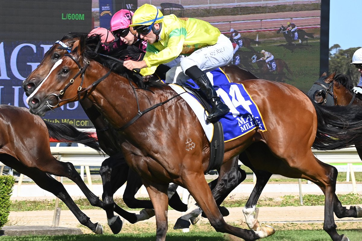 Magic Millions tweet media