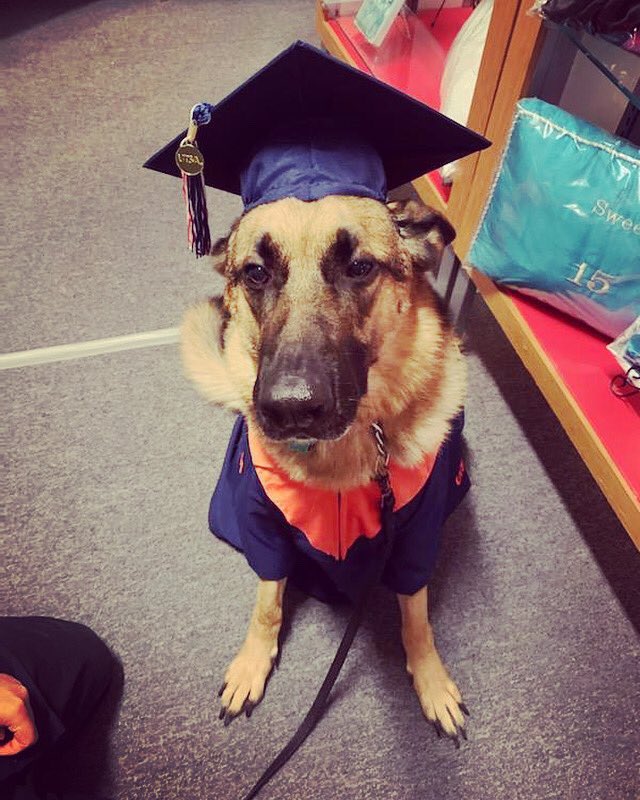 PoodleIn's tweet photo. Hereโs a story about a local Veteran and his service dog โMaxโ. He needed a cap and gown transformed fit for his dog and it was made in 2 days!
#servicedog #UTSA #UTSAGrad21 #SanAntonio #BirdsUp #roadrunners https://t.co/yLZu6mtBCn
