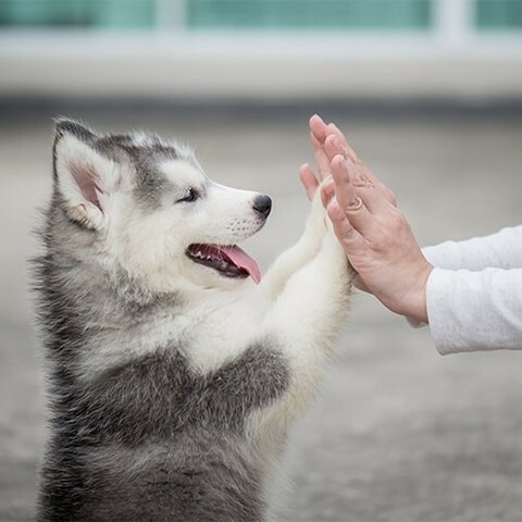 corey_patrick1's tweet photo. Anything is pawsible with a dog.⁠
⁠
#dogs #dogsofinstagram #doglover #siberianhusky #cutedogs #instadog #DogNeedsBest https://t.co/TkhN9BCwXh