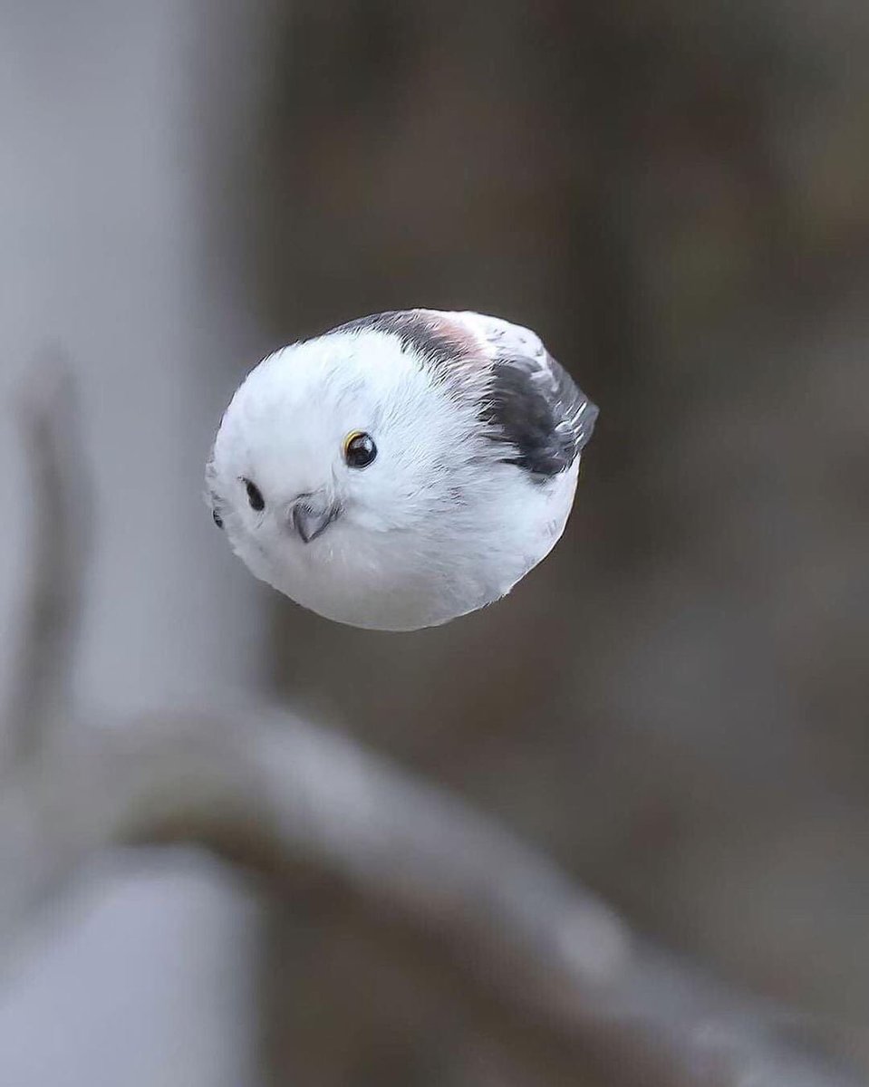 gia__vilamala's tweet photo. #photography #birds #wildlife https://t.co/zXDXzsV0NI
