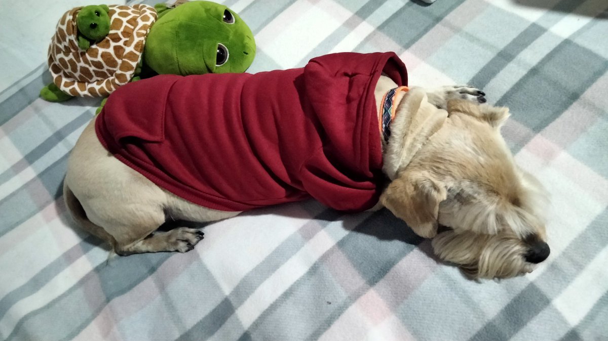 ChuyCar's tweet photo. La mascota 🐶🐾 #Smith #DogsofTwittter #Dog https://t.co/WdDhKsly8Q