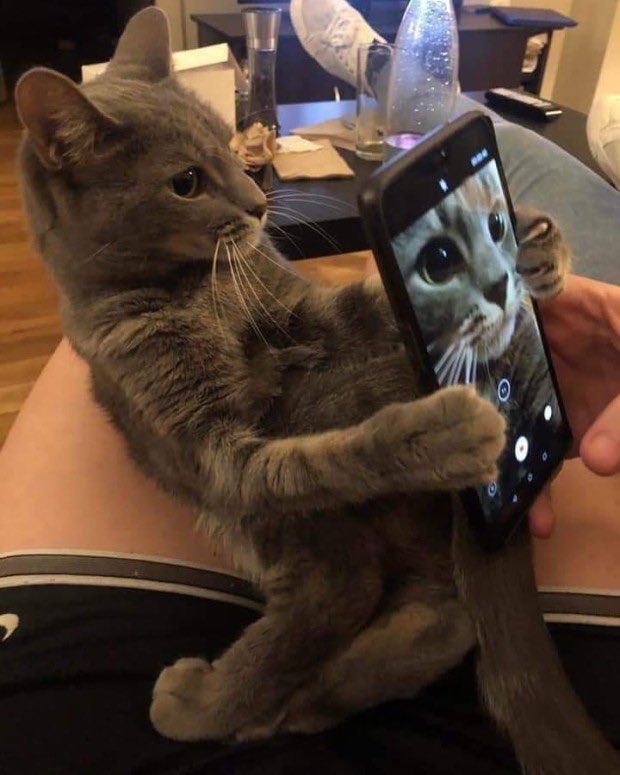 pom tweet media