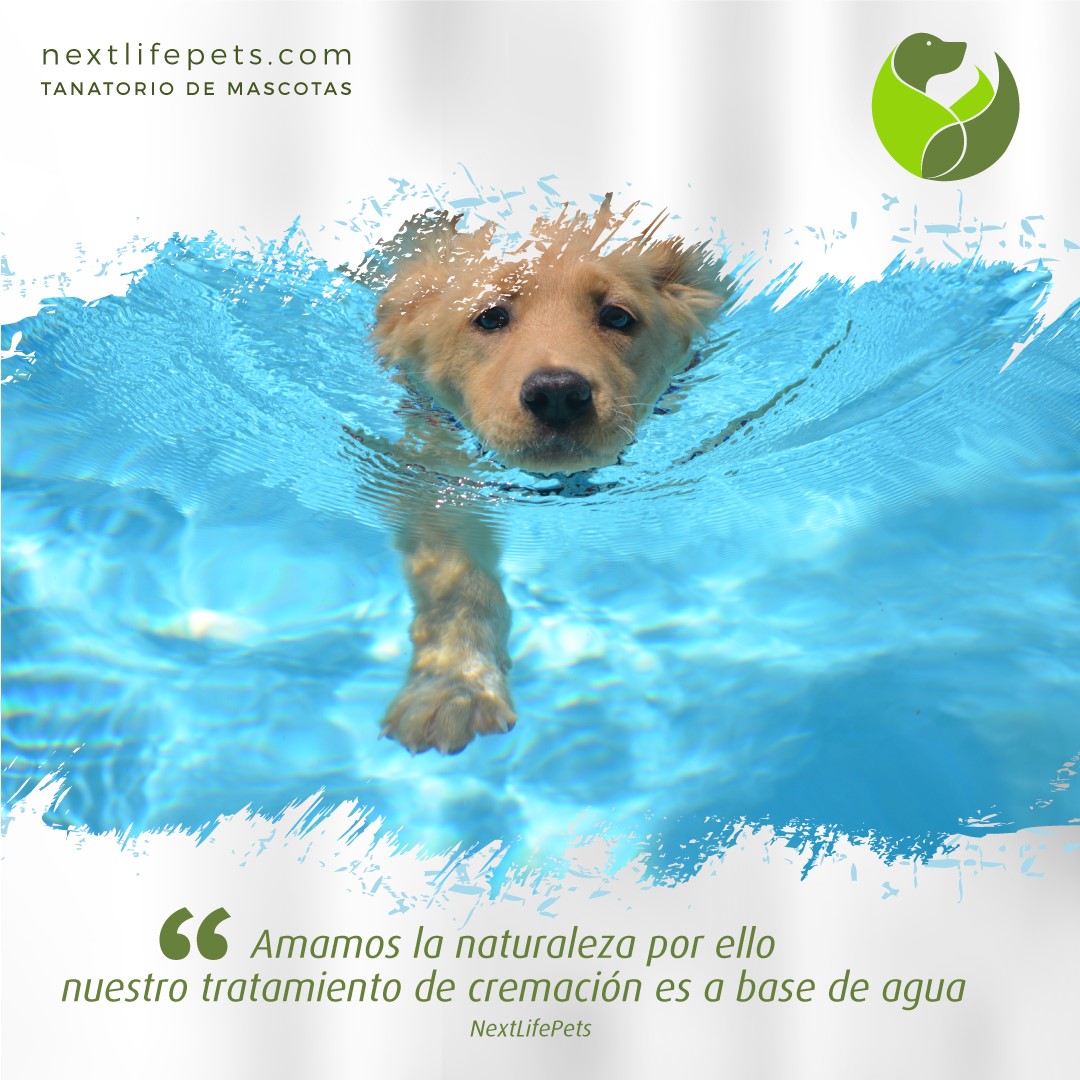 NextLifePets's tweet photo. El tratamiento de #cremación de #Nextlifeperts es a base de agua que transforma de manera cuidadosa y gentil, reduciendo los restos a sales minerales. Alternativa para un futuro #sostenible sin generar emisiones de gases a la atmosfera y cuidando lo que más queremos. https://t.co/3jbcpAt9Lo