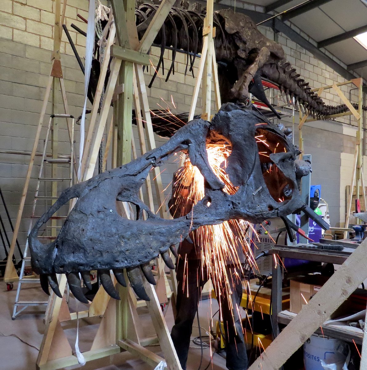 OriginalGCG's tweet photo. This has to be one of the most visually dramatic photos of an exhibit we've ever seen!
Find out what's happening to this T. rex in this great article by @MrIchthyosaurus
https://t.co/KUpSVbsW8F
#Dinosaur #Tyrannosaurus #Conservator #Preparator #TitusTrexIsKing @WollatonHall https://t.co/87dRMwvjR7