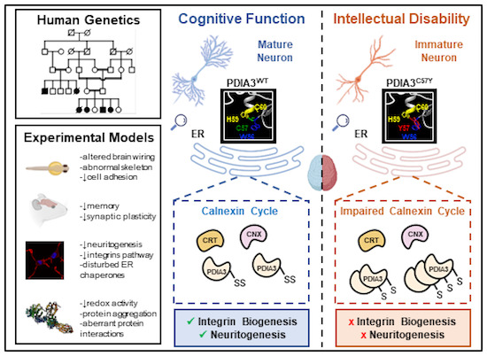 embojournal's tweet photo. Rare intellectual disability-linked variant in ER disulfide isomerase #PDIA3 links cellular #proteostasis defects directly to cytoskeleton &amp; adhesion pathways for #neuronal connectivity
Aslıhan Tolun @unibogazici_en @HetzLab @InstitutoBNI and collaborators
https://t.co/c0UalYolcs https://t.co/GNgXmZJjEB