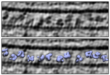 EMDB_EMPIAR's tweet photo. It's #teamtomo time again! This EMPIAR-10814 entry (https://t.co/e9oY1Kl31E) shows "A cryo-ET survey of microtubules and intracellular compartments in mammalian axons". Read all about this spectacular effort by @Carter_Lab @MRC_LMB (https://t.co/MuZB9sl7gu). #GoTeamTomo https://t.co/B7UmOCOIXy