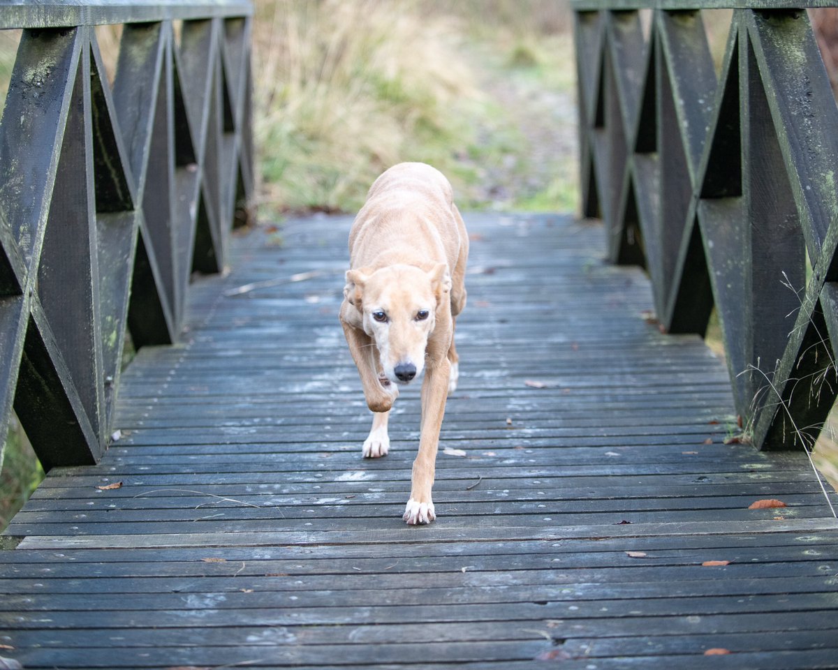 lurcherwork's tweet photo. #workingdogs #lurchers #kelpiecross #huntingdogs #merle #rabbitdogs https://t.co/Gs0eumE4JM
