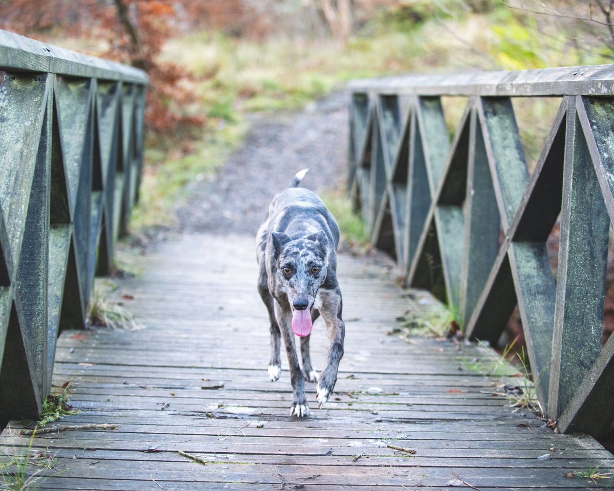 lurcherwork's tweet photo. #workingdogs #lurchers #kelpiecross #huntingdogs #merle #rabbitdogs https://t.co/Gs0eumE4JM