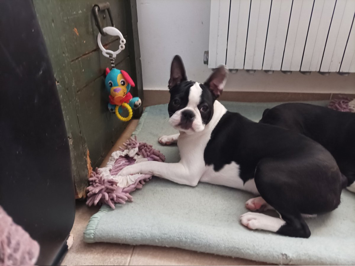 BlesicArt's tweet photo. Good morning #TwitterFriends
This sweet boy is 👀
for his forever🏡🎄‼️
Just as loving pet not for breeding!
#bostonterrier #puppy #puppyboy https://t.co/hKnuWXUQW7