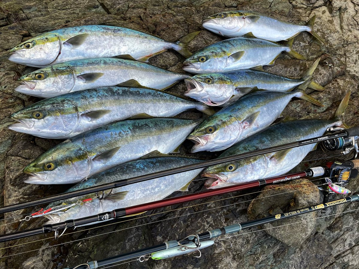 FishingFujiwara's tweet photo. 入れ食い！ https://t.co/fOck4Mq0uG