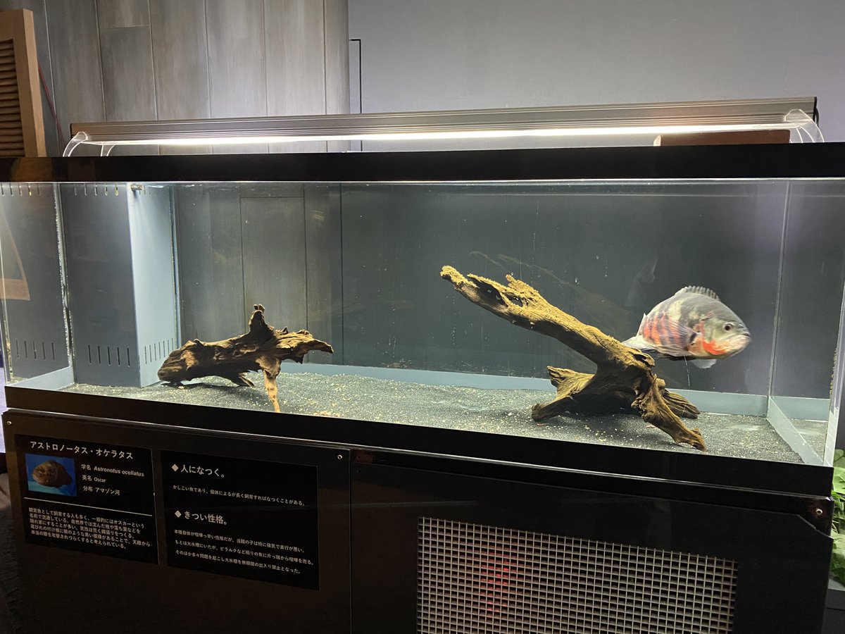 オスカーは現在アマゾン研究小屋の隣の水槽で展示中です！ (ここにいた