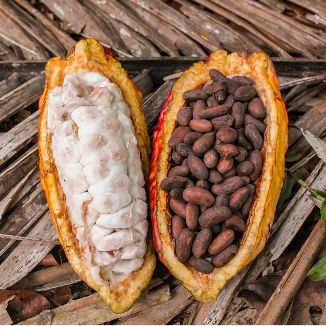 GroupKwenu's tweet photo. Chocolate Genesis 🍫😋

#Premiumchocolate🍫 #Produitduterroir #Madein243 #premiumcocoabeans #kwetukwenuchocolate https://t.co/UPdAHoHjGV