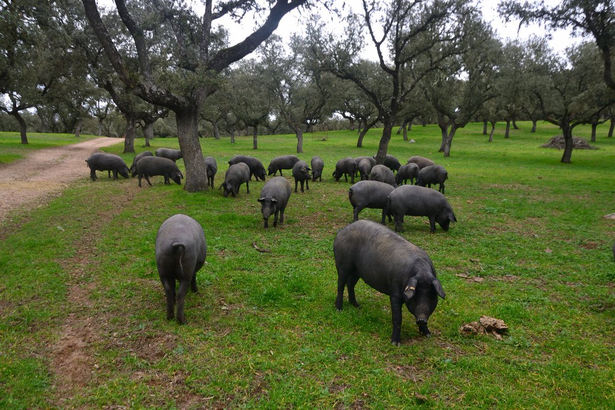 El equipo de #MOVINGH2020 de la #UCO deja los despachos y pone rumbo a la comarca del Valle de los Pedroches, con el objetivo de analizar 📝 documentos, informes y artículos sobre la cadena de valor del Jamón Ibérico 🐖 de denominación de origen “Los Pedroches”.

<a href="/SustLabUCO/">María del Mar Delgado (University of Cordoba)</a>