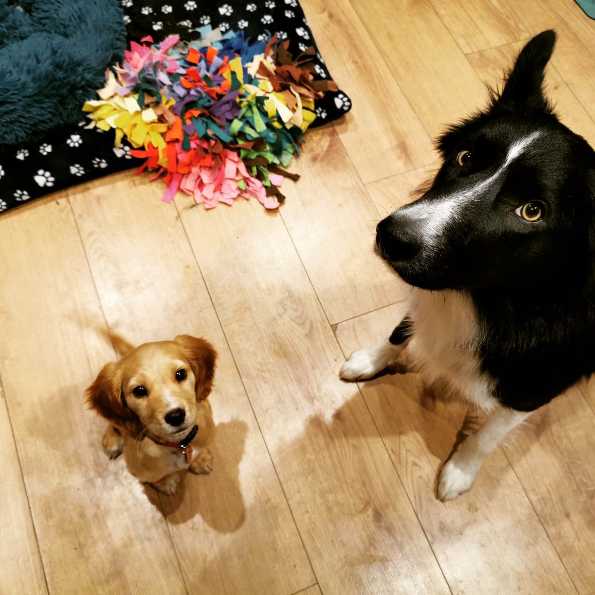 Merlin05629383's tweet photo. Introducing my new little sister Willow that will be joining in training to be a search and rescue dog 😁 #searchdog #searchandrescue #lowlandrescue #bordercollie #cockerspaniel #workingcockerspaniel https://t.co/yDsU0v4t3M https://t.co/7t4AbHP9Tb