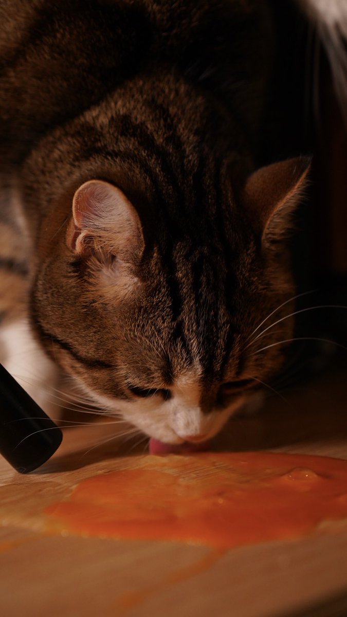 I like egg very much🥚. When it's whole, it's a fun toy. When it's broken, it's a delicious dish🥚😺

#CatsOfTwitter 
#cats
#猫