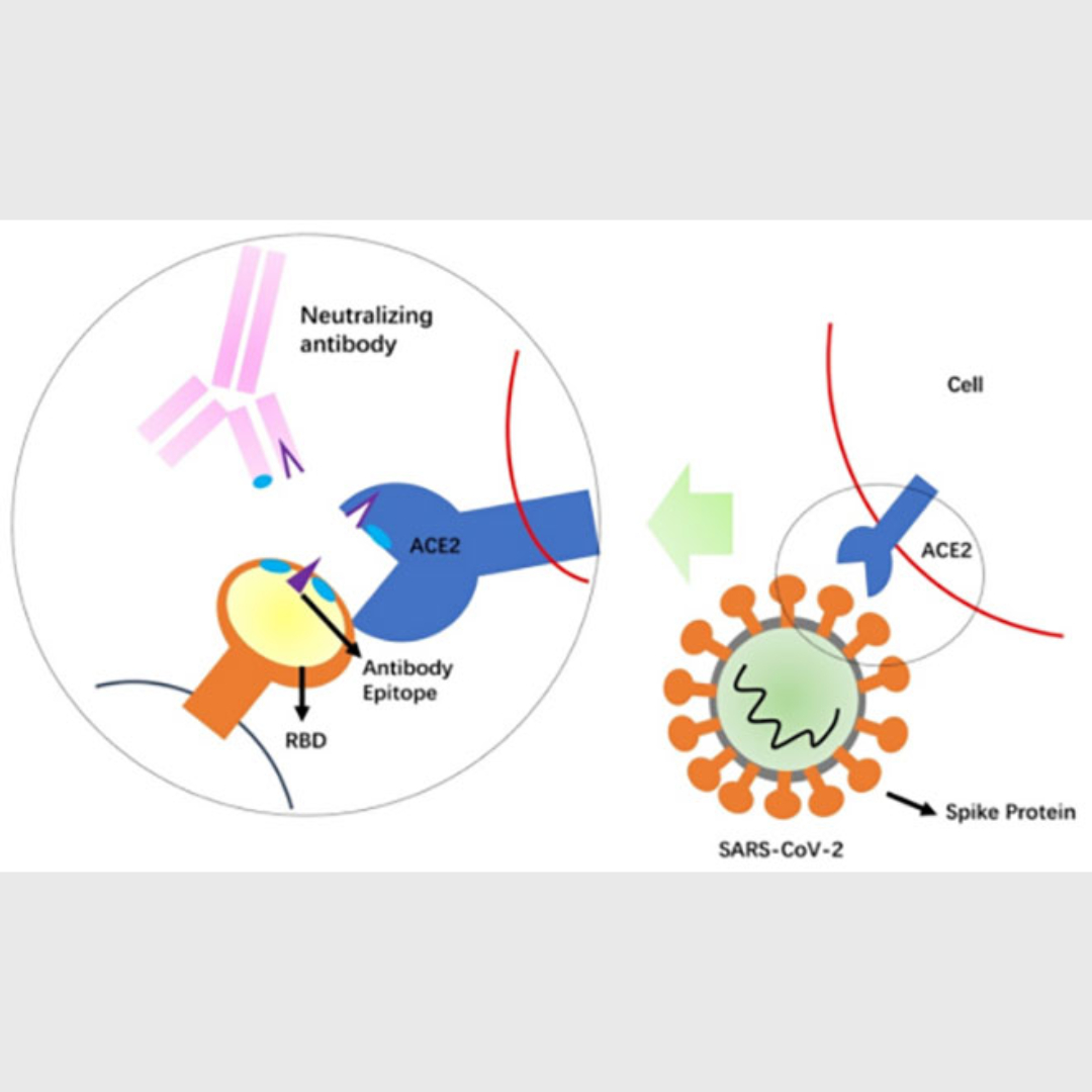 HealthcareITP's tweet image. Biolidics to commence commercial production of its #ClearEpi #SARSCOV2 #Neutralising #AntibodyRapidTestKit
zcu.io/5mSj

@Biolidics Limited (Formerly known as Clearbridge BioMedics) 
@biolidics.sg

#ClearEpiNABTest
#MedicalTechnology
#COVID19
#PANDEMIC