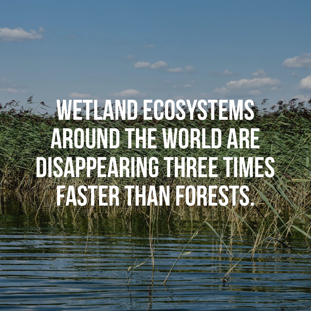 Wetlands provide a home for thousands of plants and animals. They're also what's known as ‘carbon sinks’, meaning they absorb carbon and in that way help to clean our air. But they are under substantial threat across the world.

Are there wetlands near you?