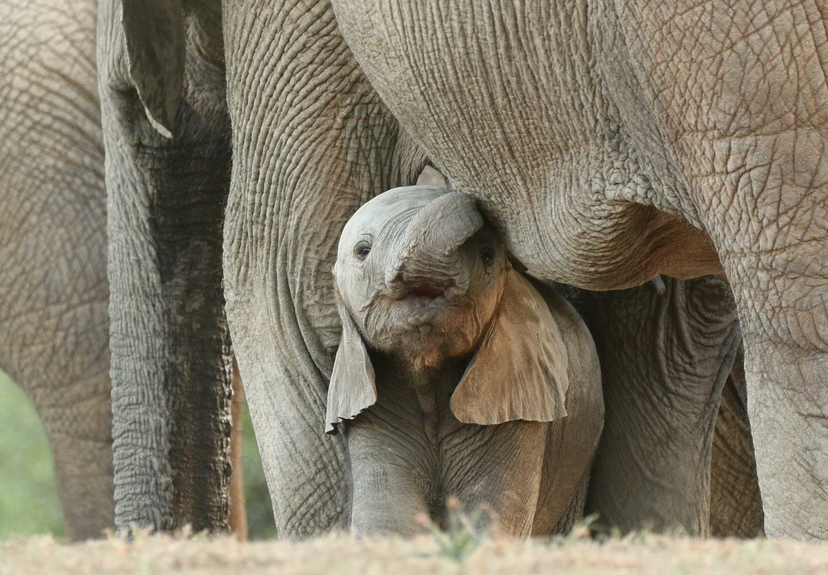 PETAUK's tweet photo. RT if you will never ride an elephant 🐘 https://t.co/7NGCYDq6eH