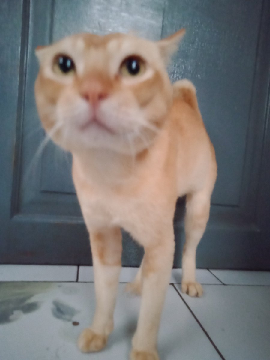sshrra_'s tweet photo. @kochengfess dia udah 6 tahun di rumah aku, waktu kecil dia jelek bgt eh sekarang malah shining, shimmering, splendid✨ https://t.co/uuOpWXzAfK