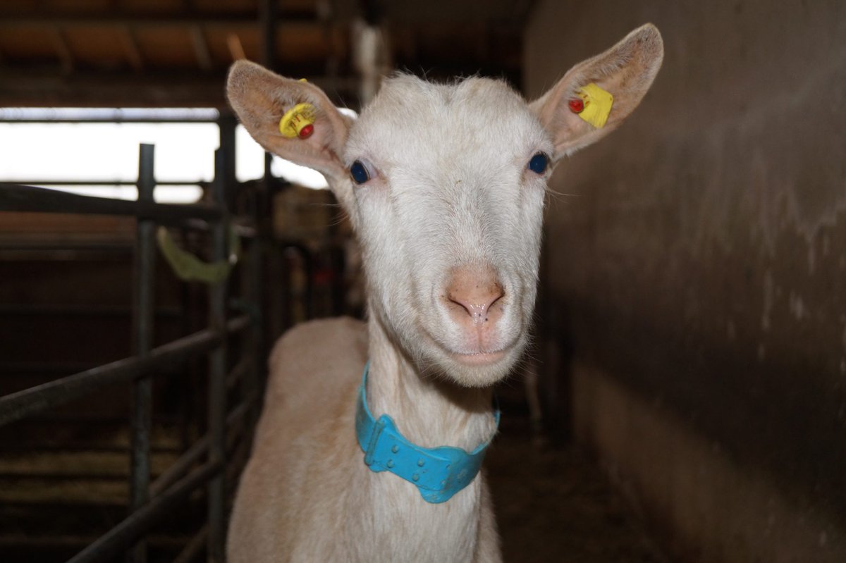 Gelbe Kennzeichnung = 2fach Sp(r)itze und blau = 3 VIP (Very Indoktrinierte Person) bzgl. Impfstatus oder wie läuft das jetzt? #bändchen #baendchen