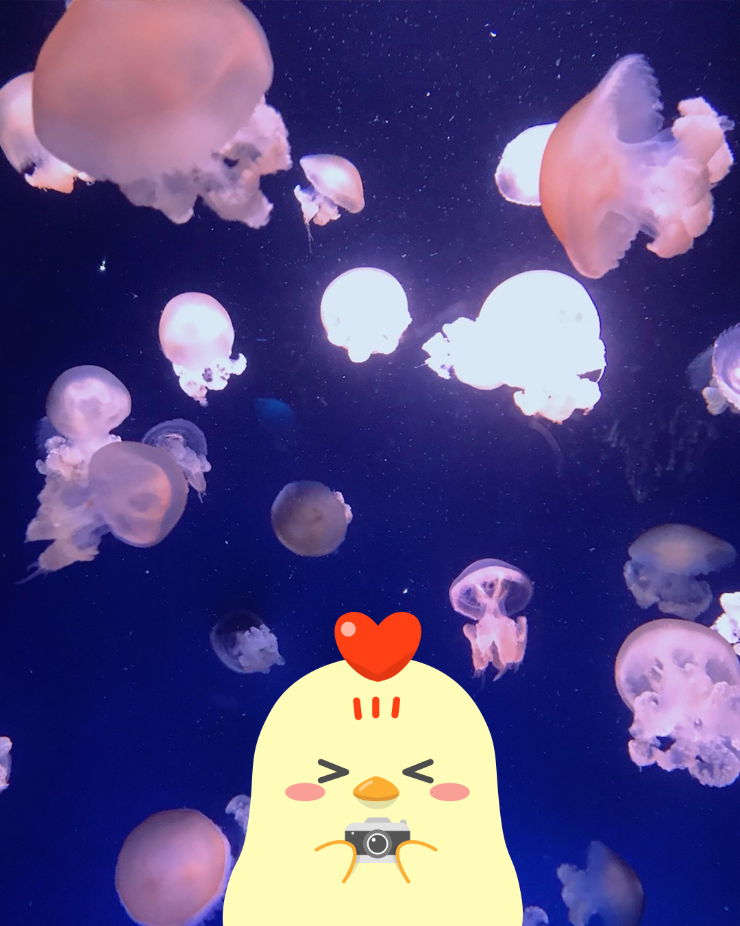 ひよりん Sur Twitter この間水族館で見たクラゲだよ めちゃめちゃキレイだよね クラゲって漢字で書くと 海月 って書くらしいんだけど この写真だと本当に海の中の月 みたいだよね ひよりん ゆるキャラ キッズnifty こども キッズ 水族館 ひよりん Sur Twitter この間水族館で見たクラゲだよ めちゃめちゃキレイだよね クラゲって漢字で書くと 海月 って書くらしいんだけど この写真だと本当に海の中の月 みたいだよね ひよりん ゆるキャラ キッズnifty こども キッズ 水族館