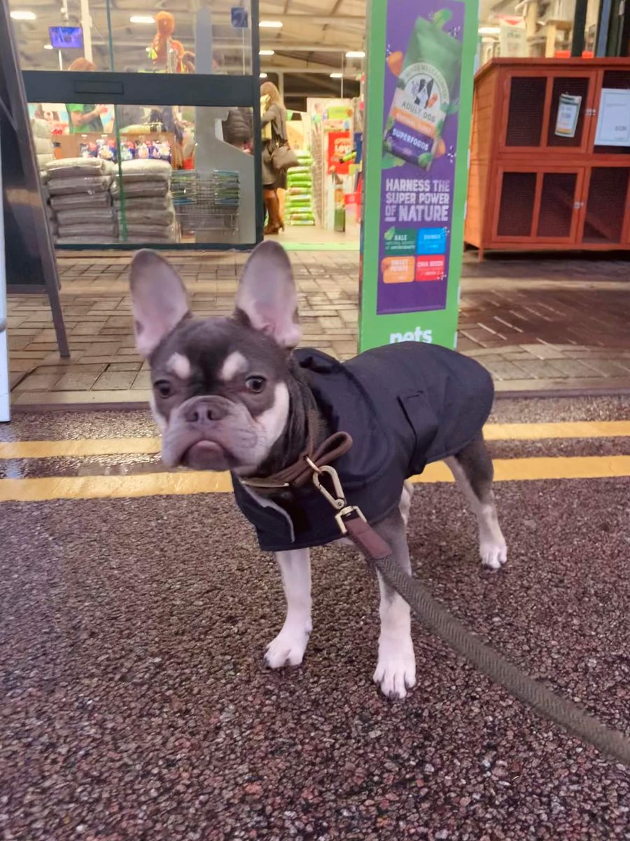beautys_legacy's tweet photo. Milo is just 7 months old. His family are broken, he is such a loved, adored little dog. His big brother is shutting down without him. We are desparate to find him. Please just share this one post today to help raise awareness for #findmilo #stolendog #Christmas #petabduction https://t.co/E5yOrqtoRg