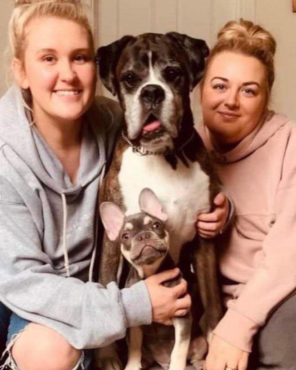 beautys_legacy's tweet photo. Milo is just 7 months old. His family are broken, he is such a loved, adored little dog. His big brother is shutting down without him. We are desparate to find him. Please just share this one post today to help raise awareness for #findmilo #stolendog #Christmas #petabduction https://t.co/E5yOrqtoRg