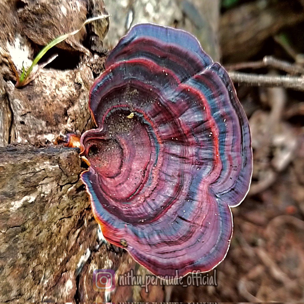 #mushrooms #wildmushrooms #naturephotography #mobilephotography  #nithupermudephotography