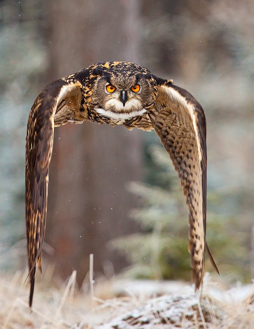 BalcerekJozef's tweet image. #Puchacz 
fot. Robert Adamec