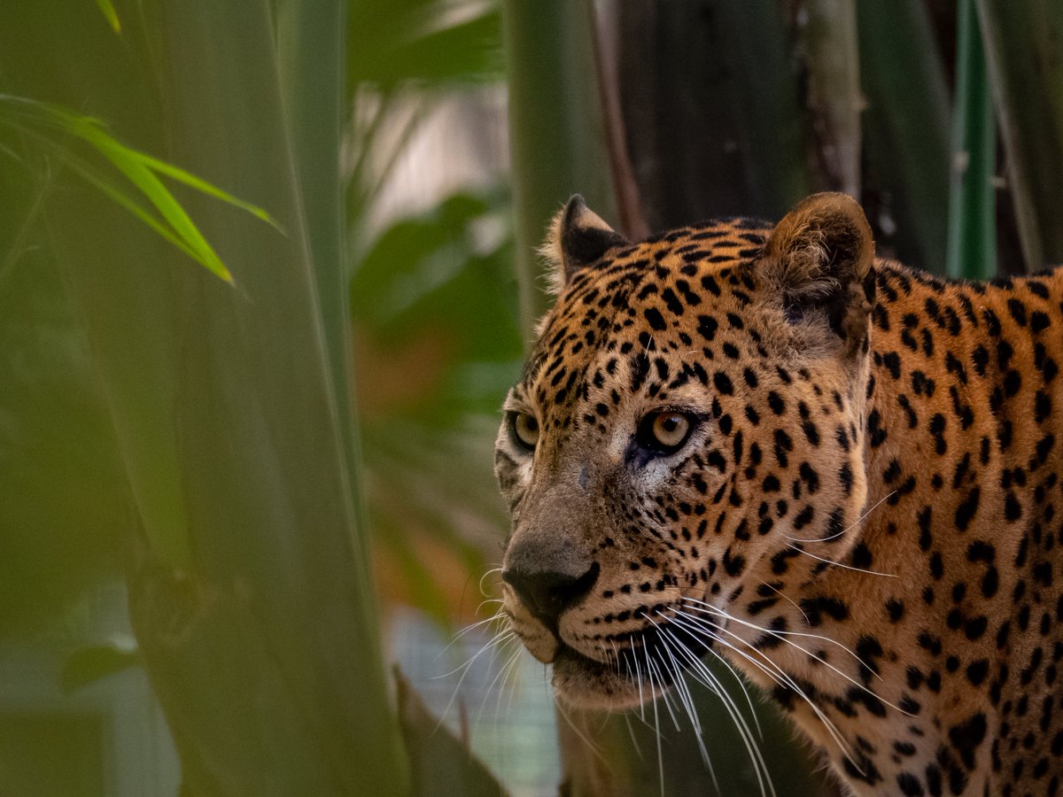 ZooBarcelona's tweet photo. 📢Et presentem el Ciuttai!
Un mascle de #Lleopard🐆 de Sri Lanka que ha arribat al Zoo dintre del Programa de Conservació #EEP de la seva espècie d'@EAZAFund.
🆘Un felí preciós en greu perill d'extinció segons la @IUCNRedList.
#VinealZoo a veure’l!👀
#TreballemPerLaNatura https://t.co/7xZskO9LJT