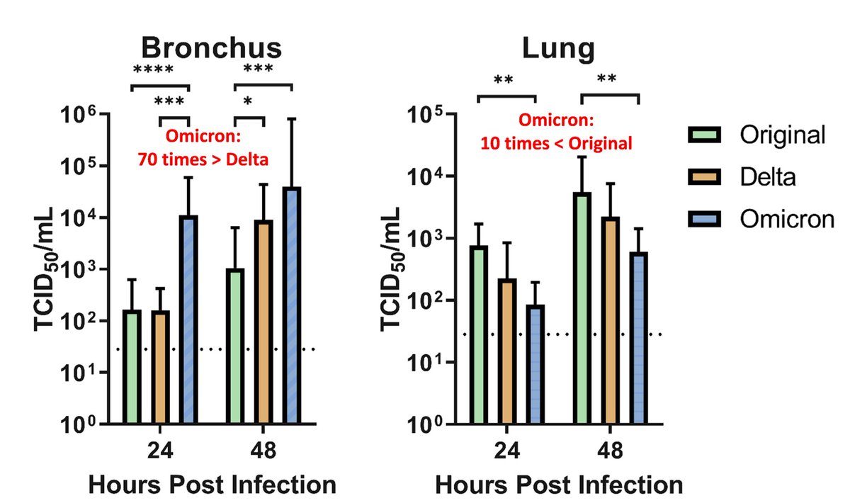 Leo Poon (@world_epidemic) on Twitter photo Omicron replicates much better than Delta in bronchus, but not in lung, explaning why Omicron is so transmissible. Excellent ex vivo studies from Michael Chan <a href="/HKU_SPH/">HKU Public Health</a> and John Nicholls in Department of Pathology <a href="/hkumed/">HKU Medicine</a> Omicron replicates much better than Delta in bronchus, but not in lung, explaning why Omicron is so transmissible. Excellent ex vivo studies from Michael Chan <a href="/HKU_SPH/">HKU Public Health</a> and John Nicholls in Department of Pathology <a href="/hkumed/">HKU Medicine</a>